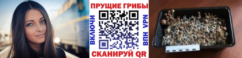 что такое   Звенигород  Галлюциногенные грибы Cubensis 